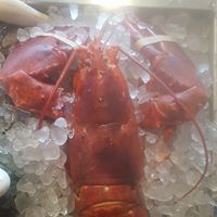 steamed Maine lobster